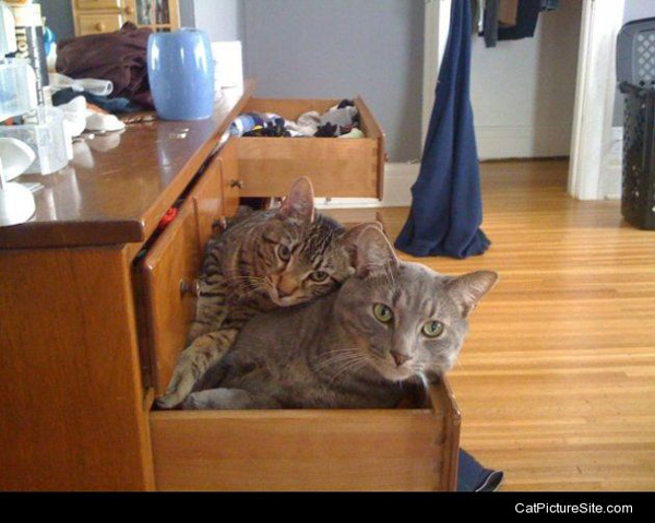 cat-dresser