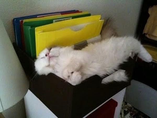 cat-file-box