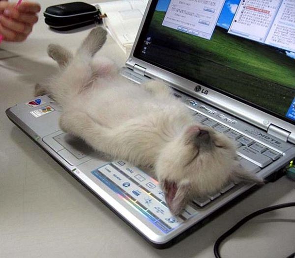cat-keyboard