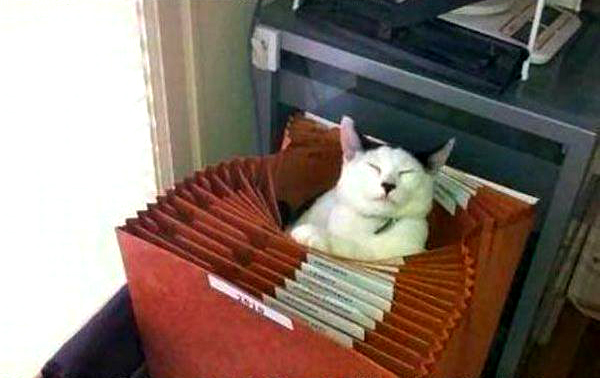 cat-accordian-file