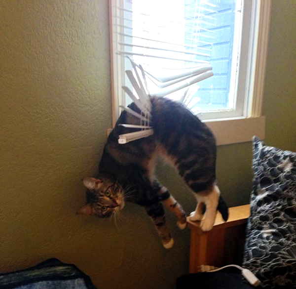 cat-blinds
