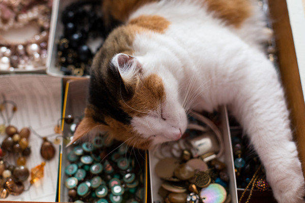 cat-button-organizer