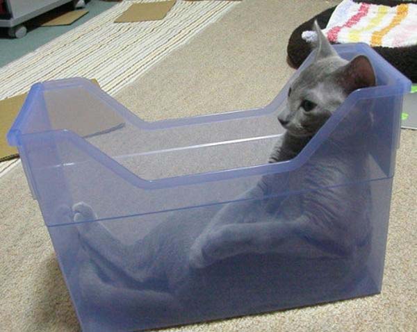 cat-container