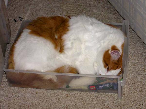 cat-container2