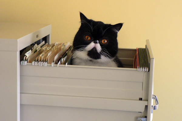 cat-drawer