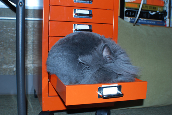 cat-drawer3