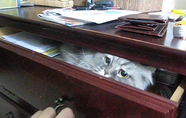 cat-drawer7