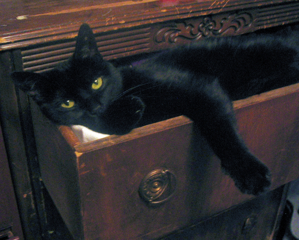 cat-dresser3