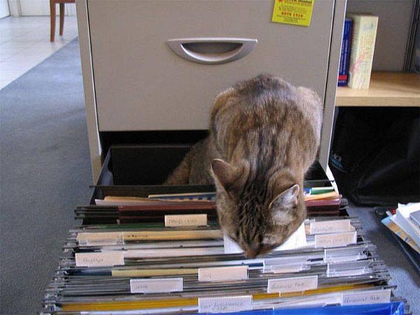 cat-filing
