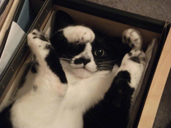 cat-hanging-folder