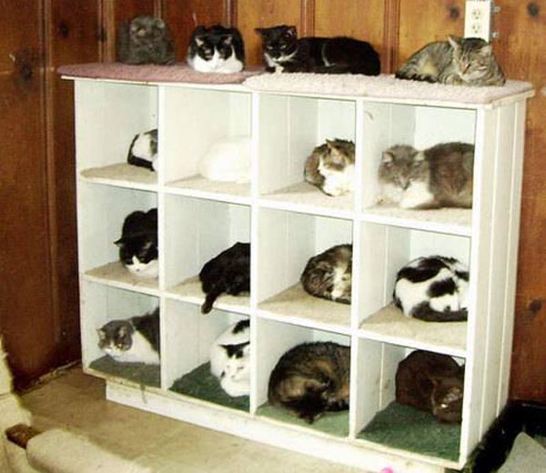 cat-organization-shelf