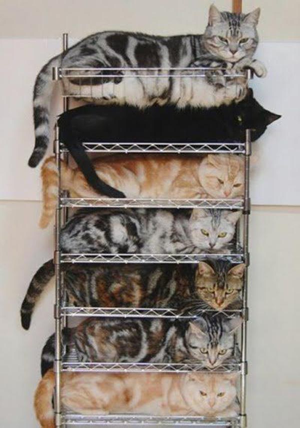 cat-shelves