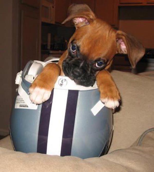 dog-bucket