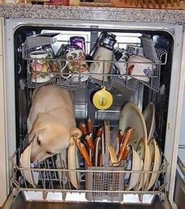 dog-dishwasher