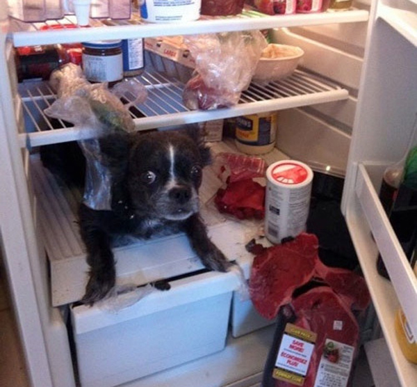 dog-fridge-shelf