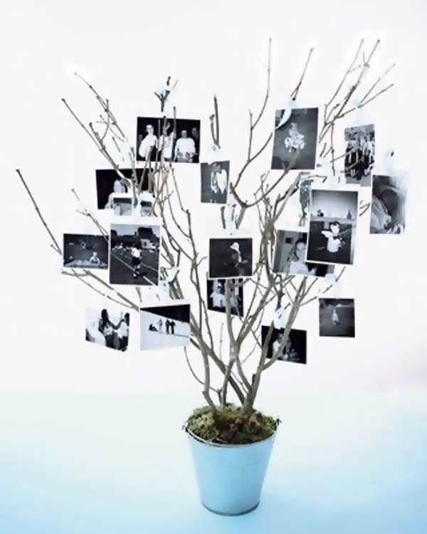 photos-tree-plant